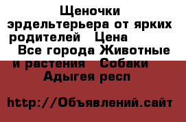 Щеночки эрдельтерьера от ярких родителей › Цена ­ 25 000 - Все города Животные и растения » Собаки   . Адыгея респ.